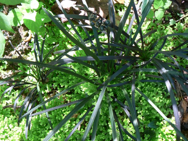 Blk. Mondo & Selaginella