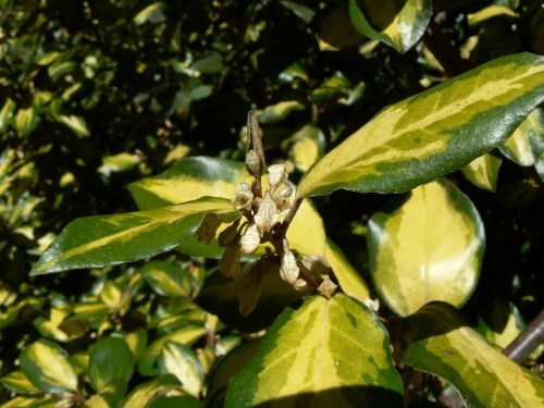Eleagnus fragrans