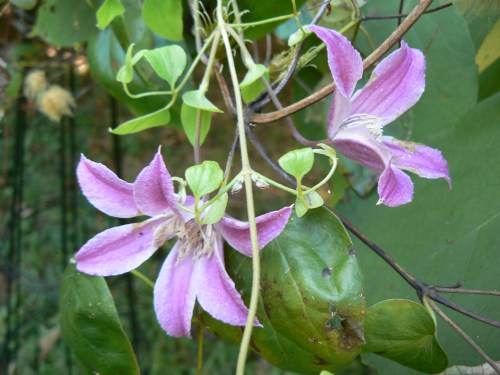 Clem Catherine Clanwilliam Oct.