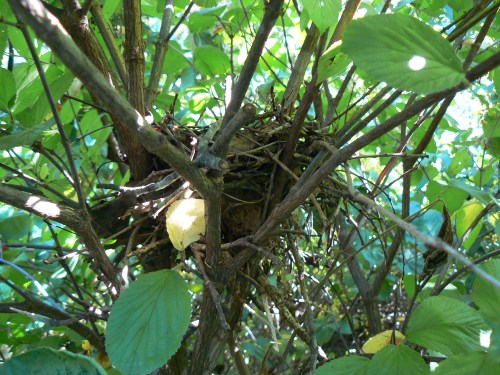 Bird nest