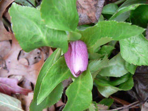 1st hellebore