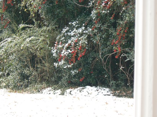 snow on holly