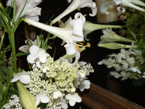 L. formosanum & H. paniculata