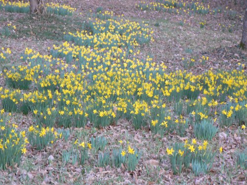 the Wordsworth Meadoe