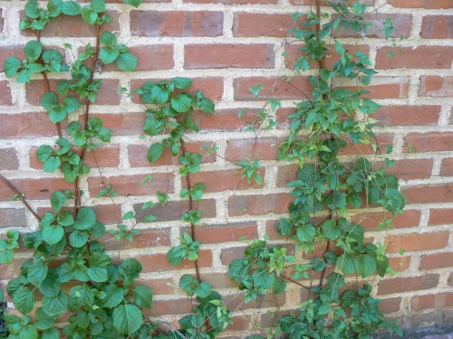 Hydrangea anomala petiolaris