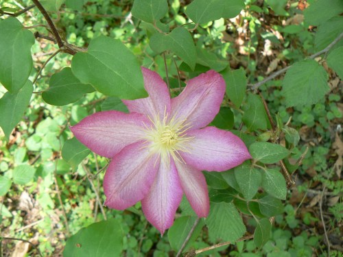 Clematis "asao'