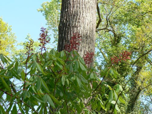Aesculus pavia