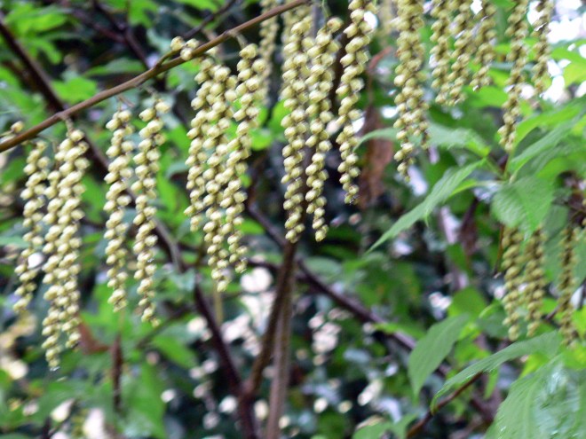 Stachyurus praecox