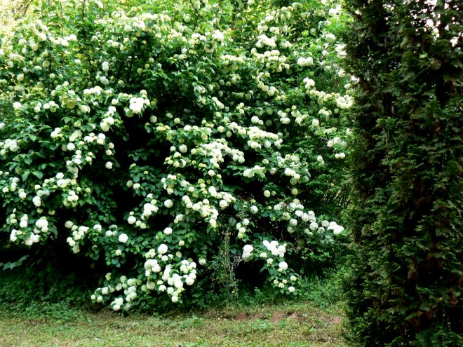 Viburnum 'Kern's Pink'