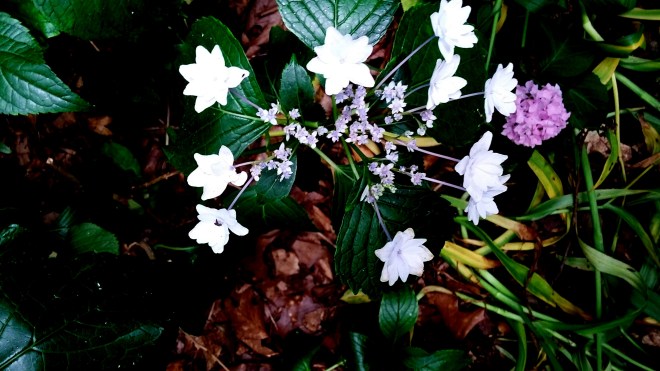 'Fuji Waterfall' aka 'Starburst' these American names given to 'Hanabi'