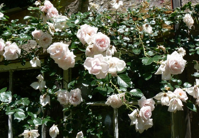 Rose 'New Dawn' on old chicken house