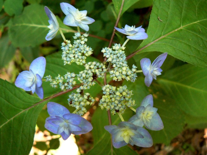Hydrangea serrata 'Miyama Yae Murasaki' (AKA Purple Tiers)